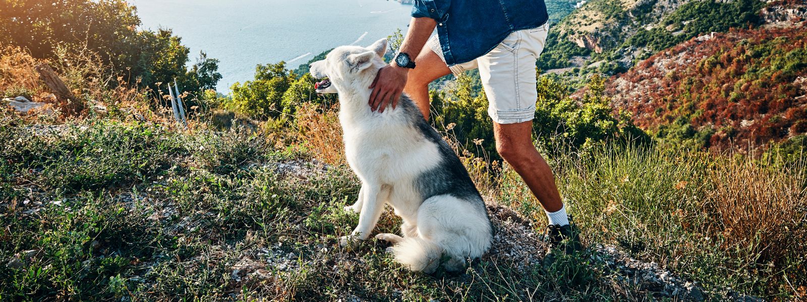 Morsomme sommeraktiviteter med hunden