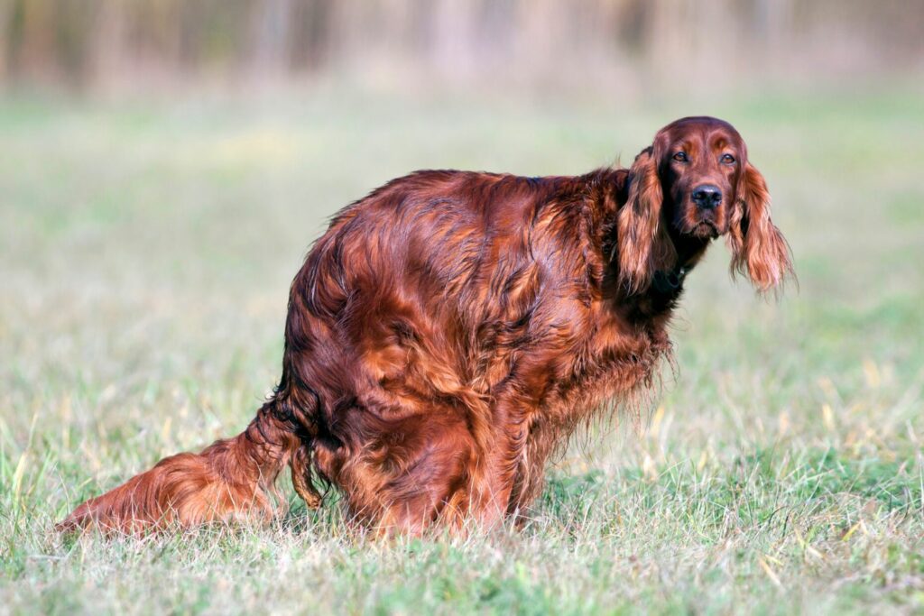 Behandle forstoppelse hos hund