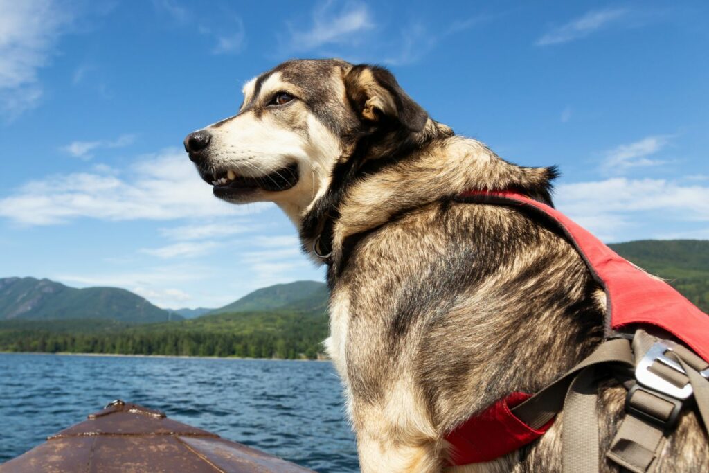 hund og sommervarme