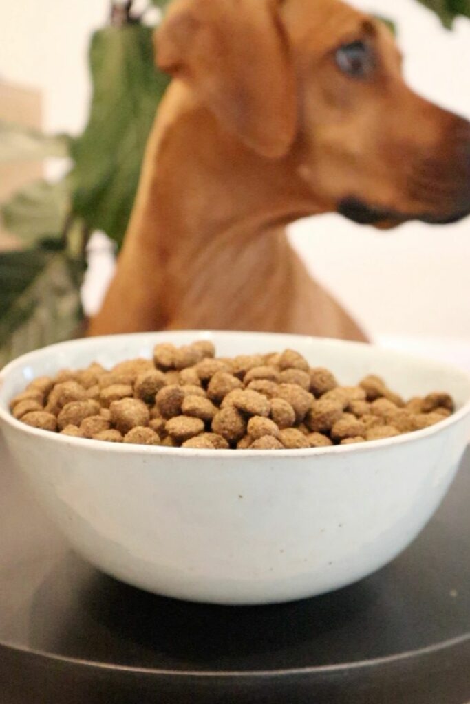 Insect protein for dogs