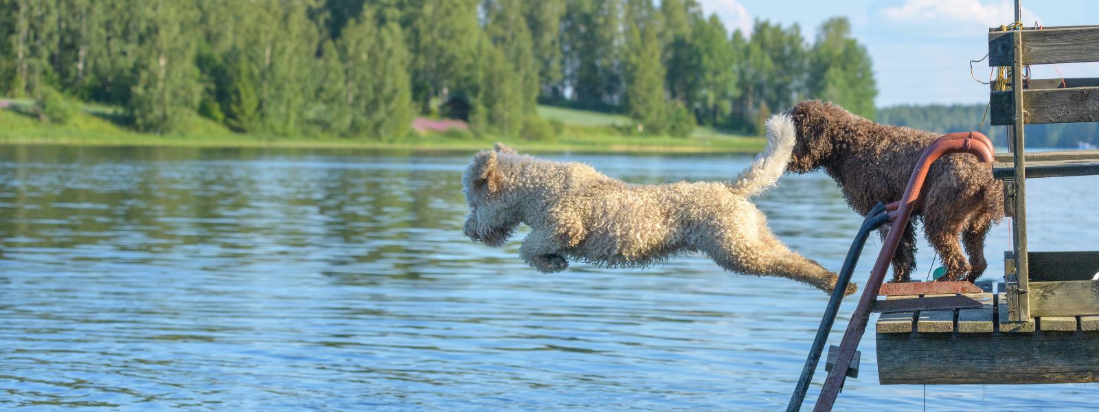 Beskytt hunden din mot overoppheting