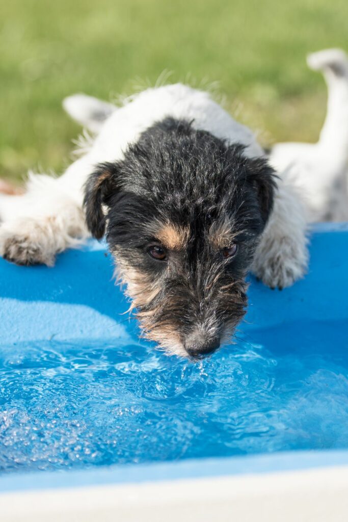 hund og sommervarme