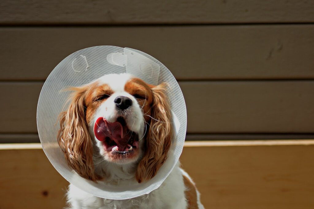 Våteksem hund