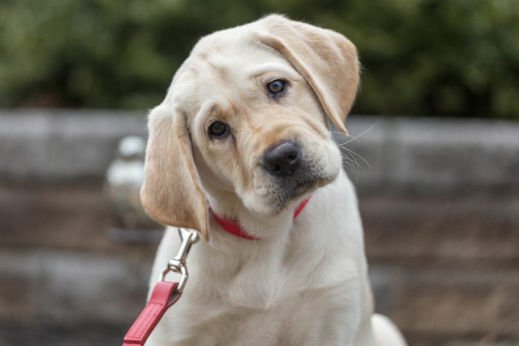 Prosessert mat og hundehelse