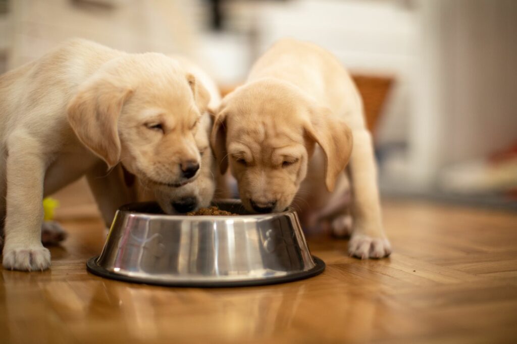 Prosessert mat og hundehelse