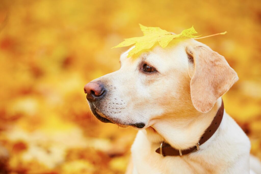 Høstaktiviteter med hund