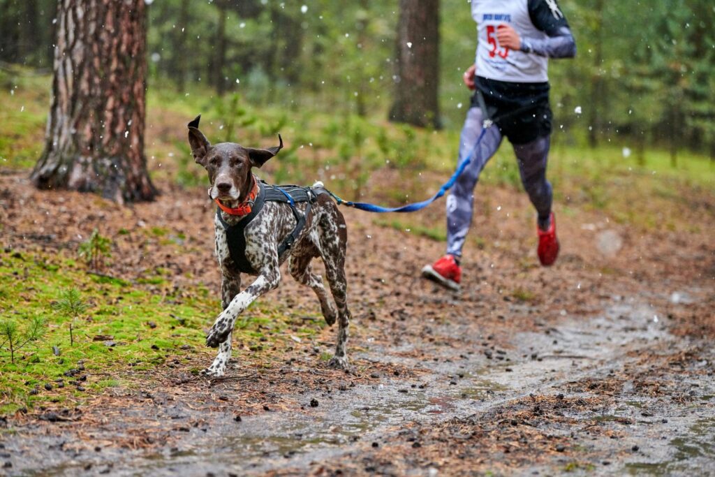 Ernæring for sportshund