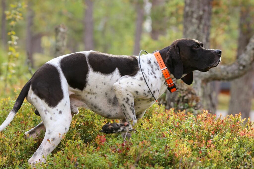 Bærekraftig jakt med hund