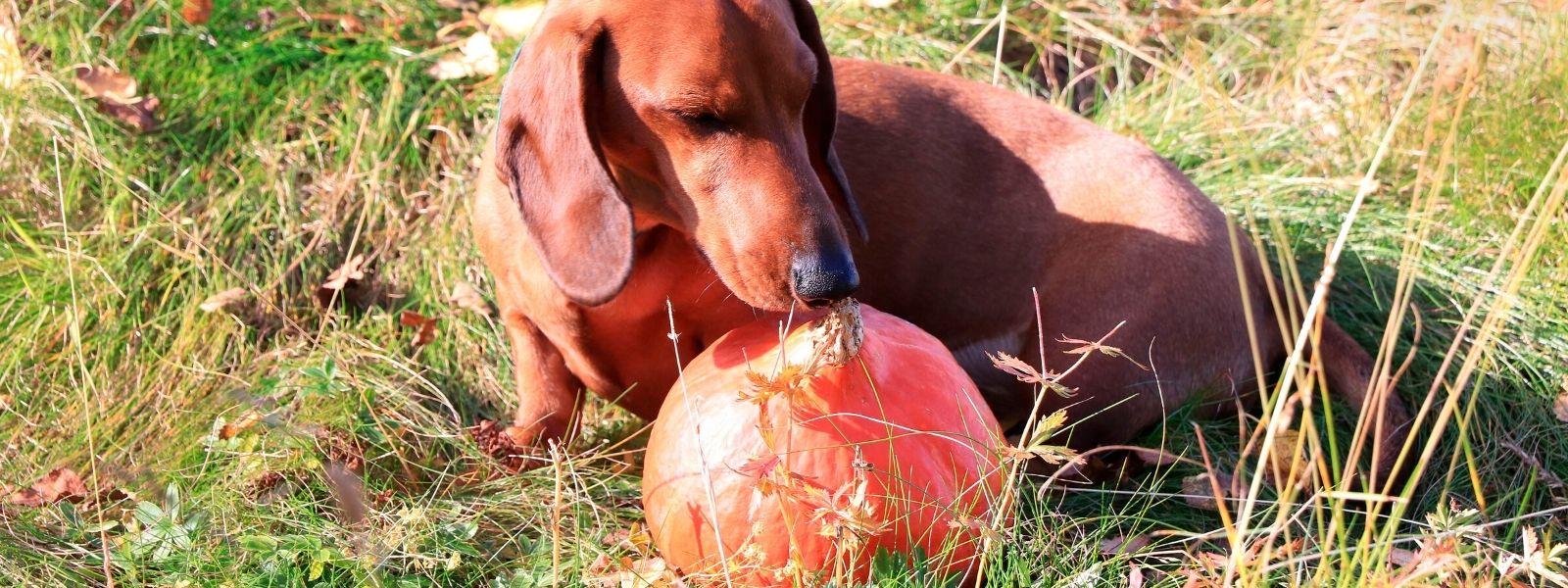 Kan hunder spise gresskar?