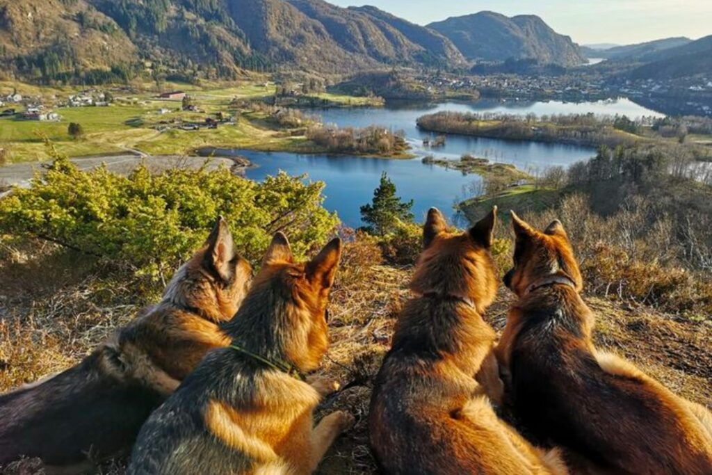 ernæring til drektig hund