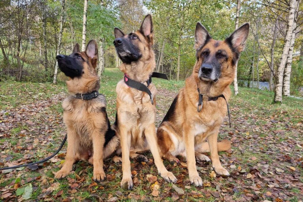 ernæring til drektig hund