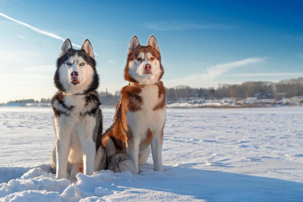 Hund og kulde