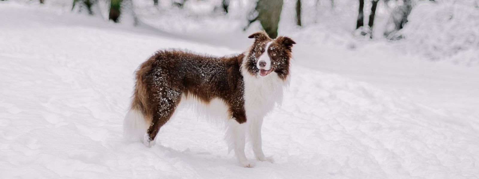 Hvordan kulden påvirker hundene våre