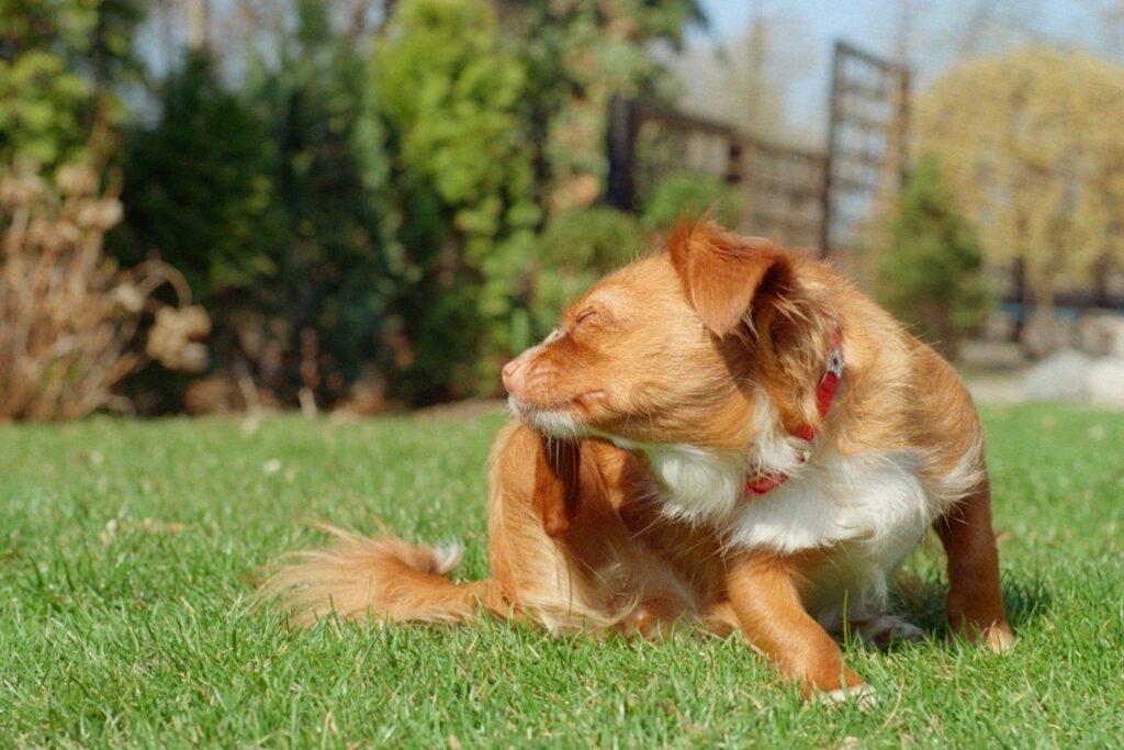 hudkløe hund