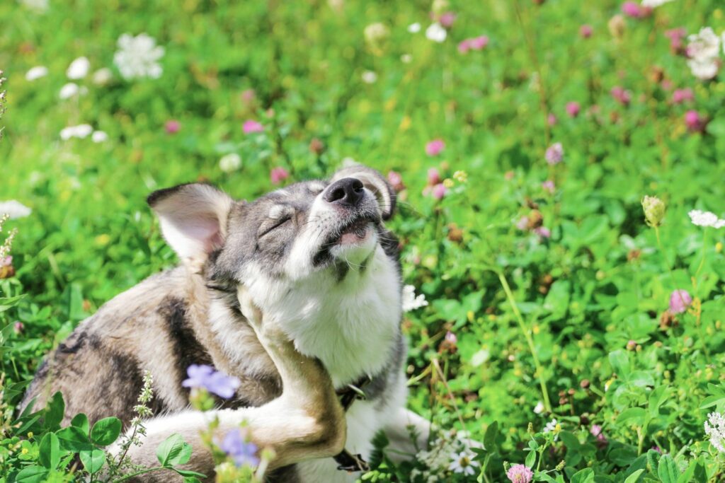 hudkløe hund