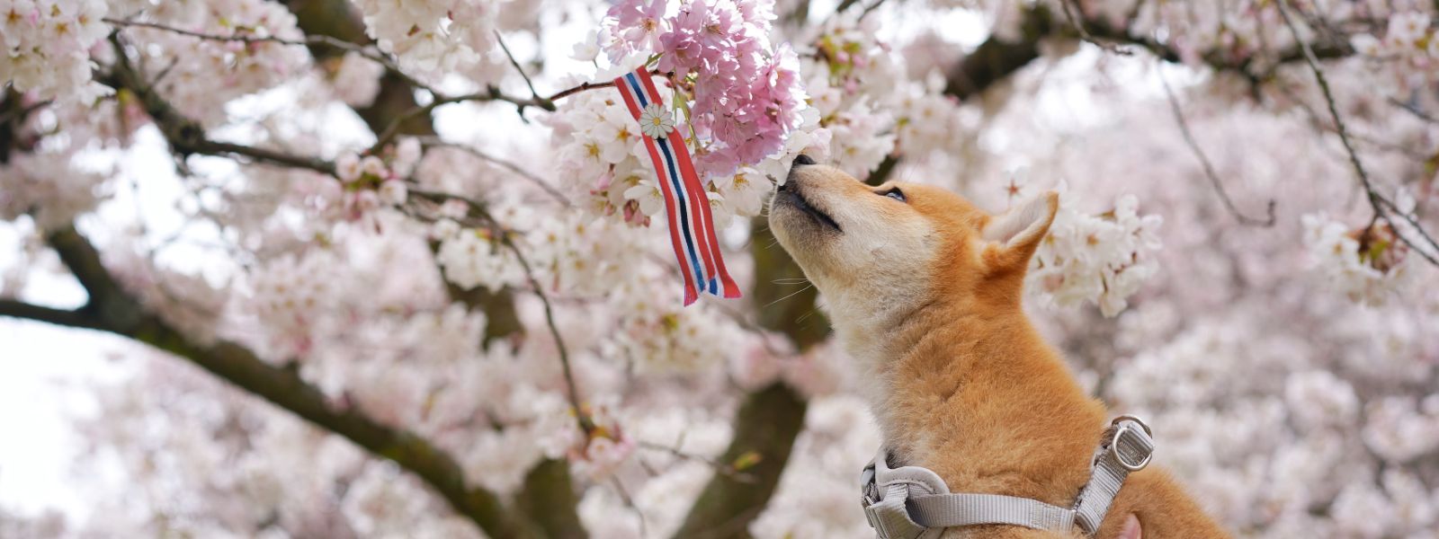 Sikre en trygg 17. mai for din firbente venn