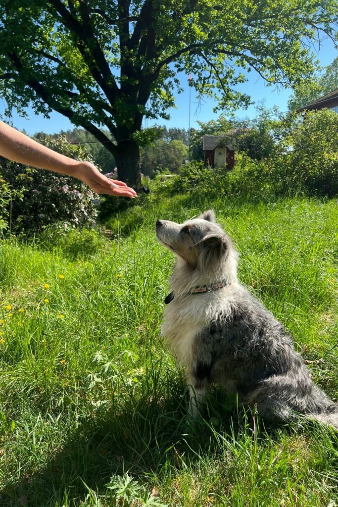 allergivennlig hundemat