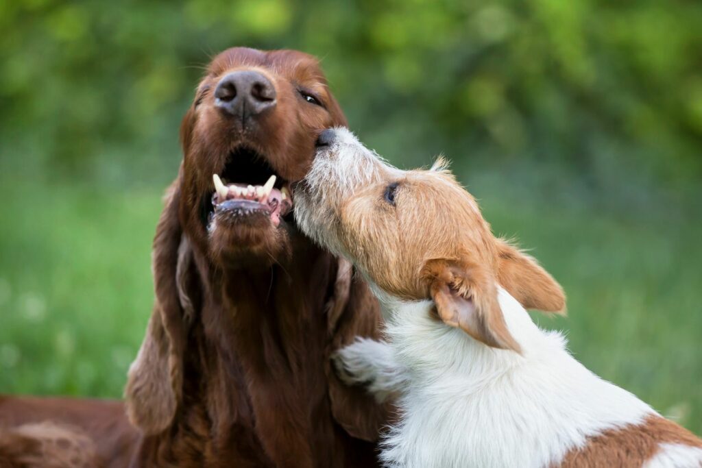 Tegn på en glad hund