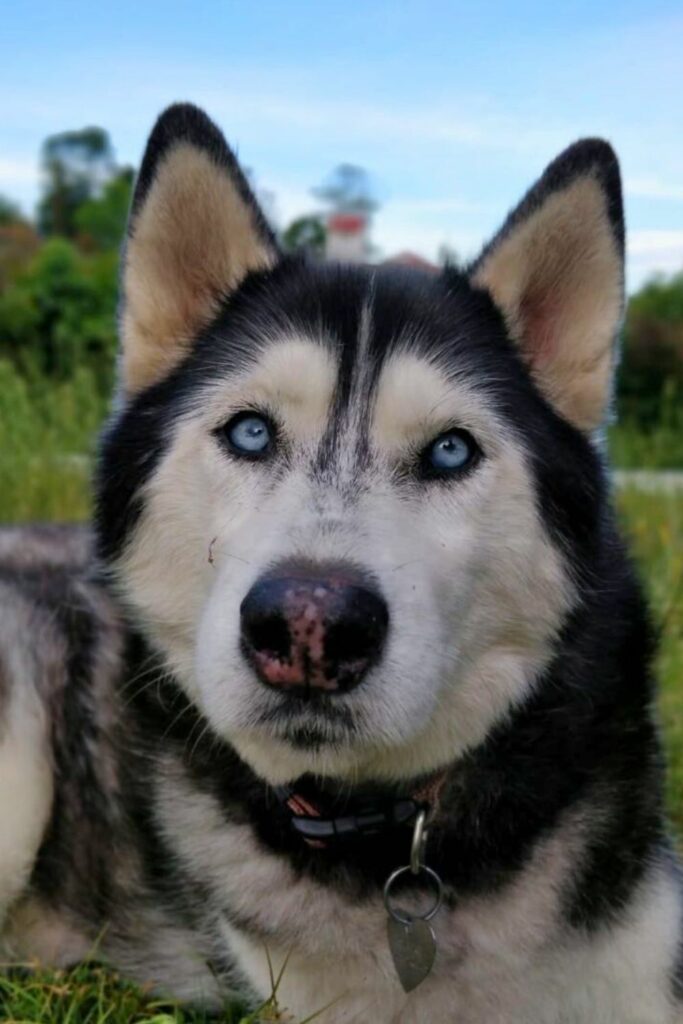 hva inneholder Nala Health