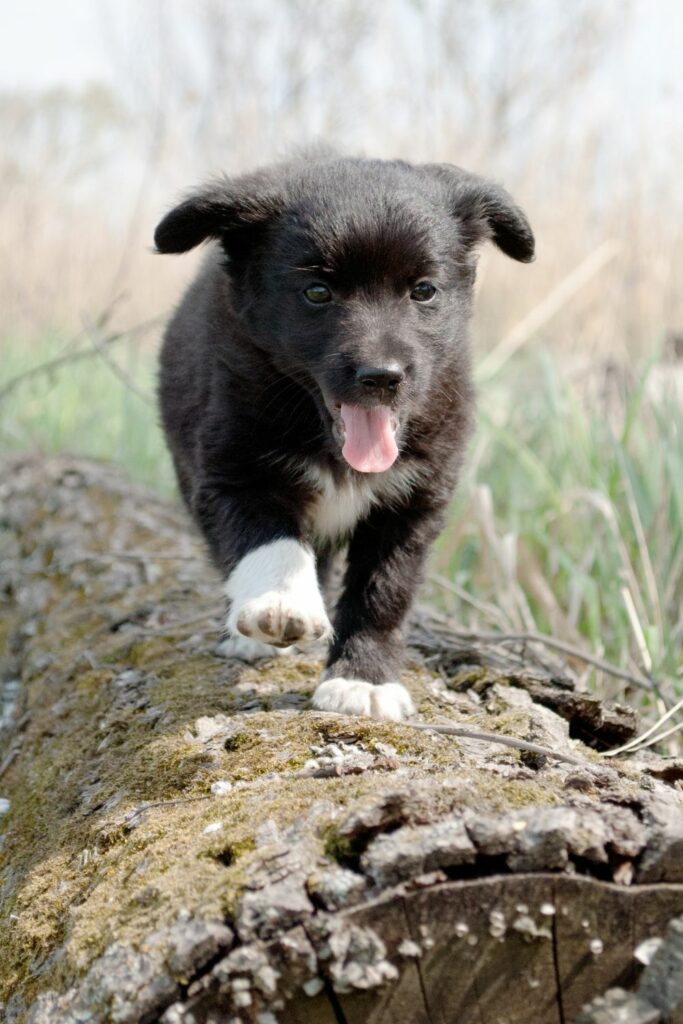 puppy with rash