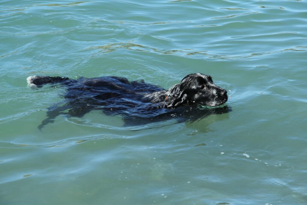 itchy ears dog