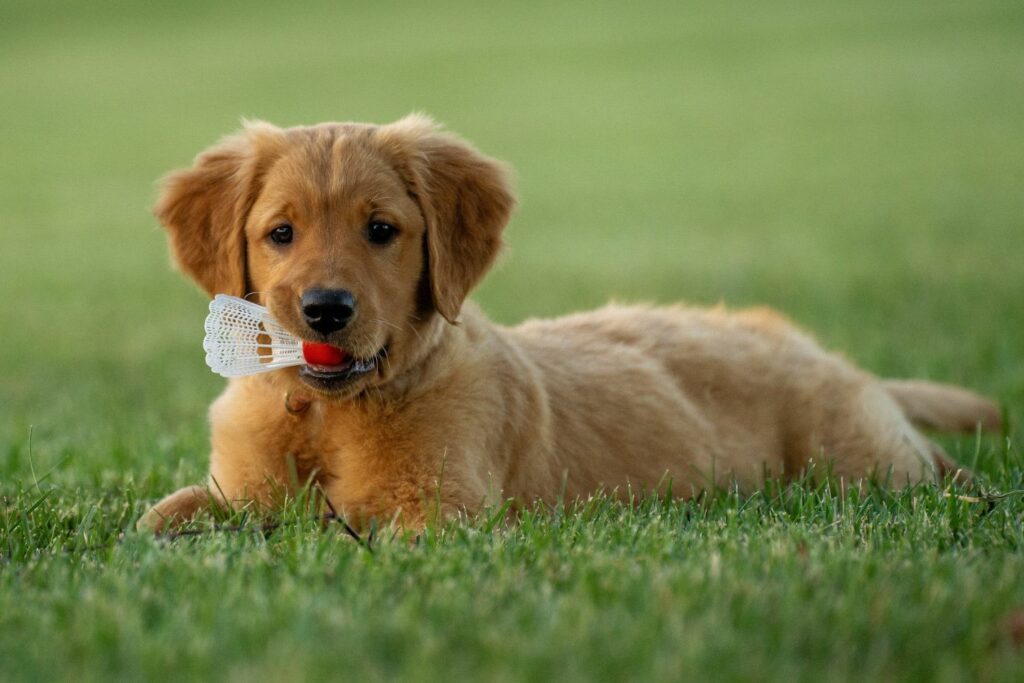 puppy with rash