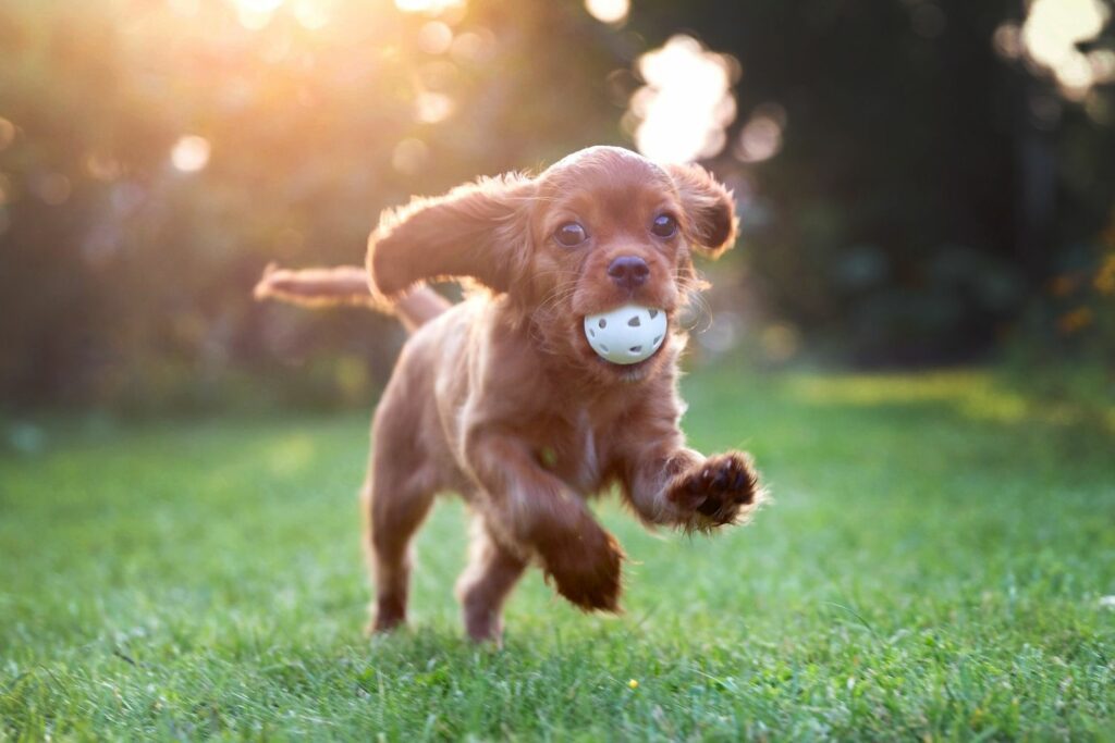 puppy hiccups