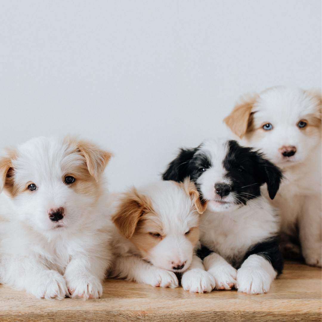 Choosing a ethical breeder