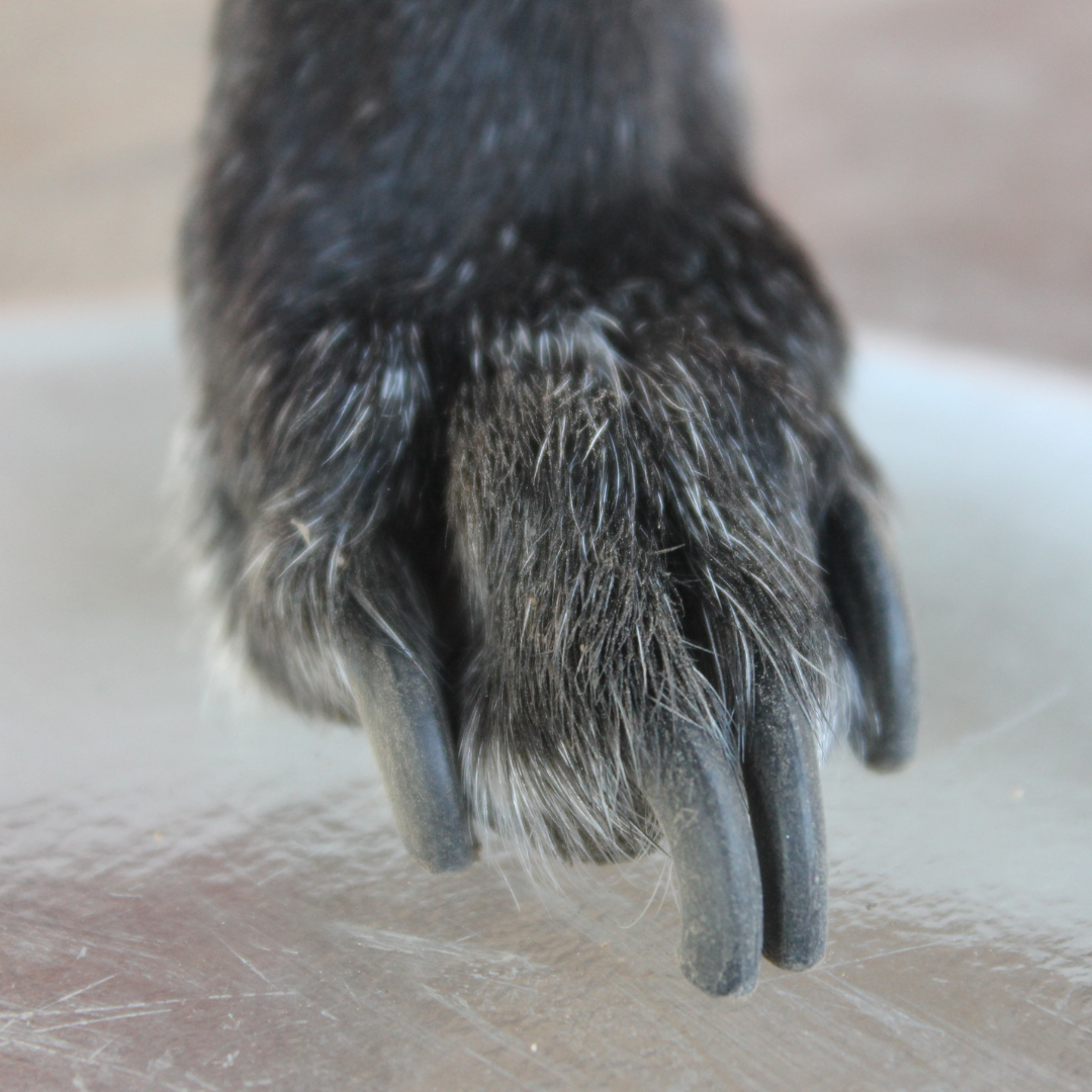 when to cut dog claws