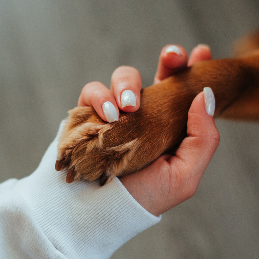 when to cut dog claws