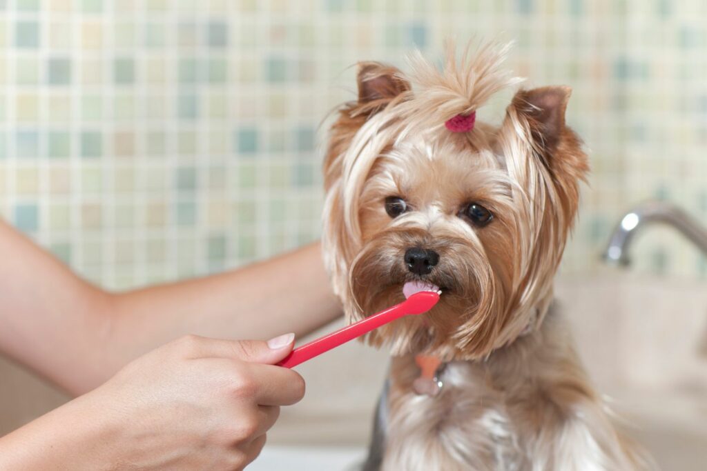 Dental health dog