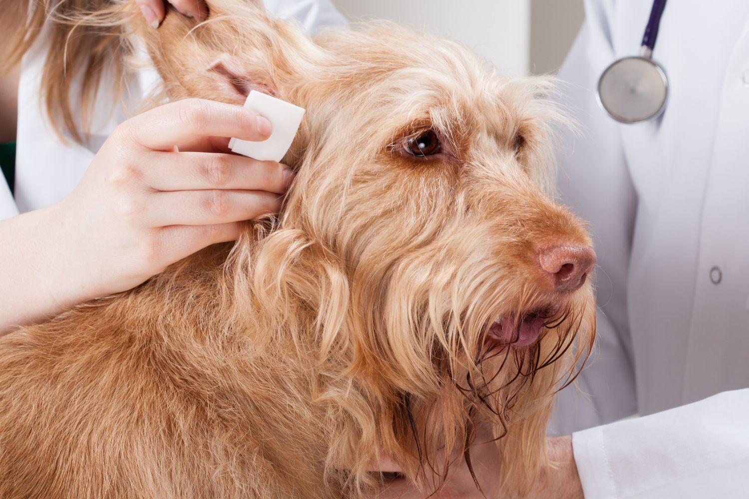 Home remedies for dogs with itchy ears [2023 Update] Nala Health