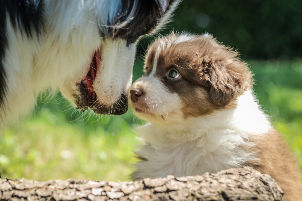 puppy with rash