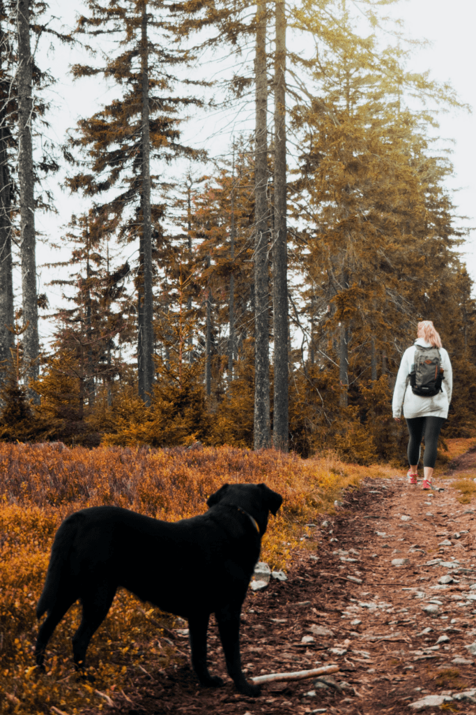 home alone training dog