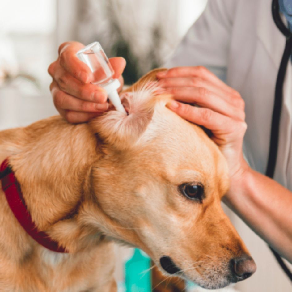 Home remedies for dogs with itchy ears Nala Health