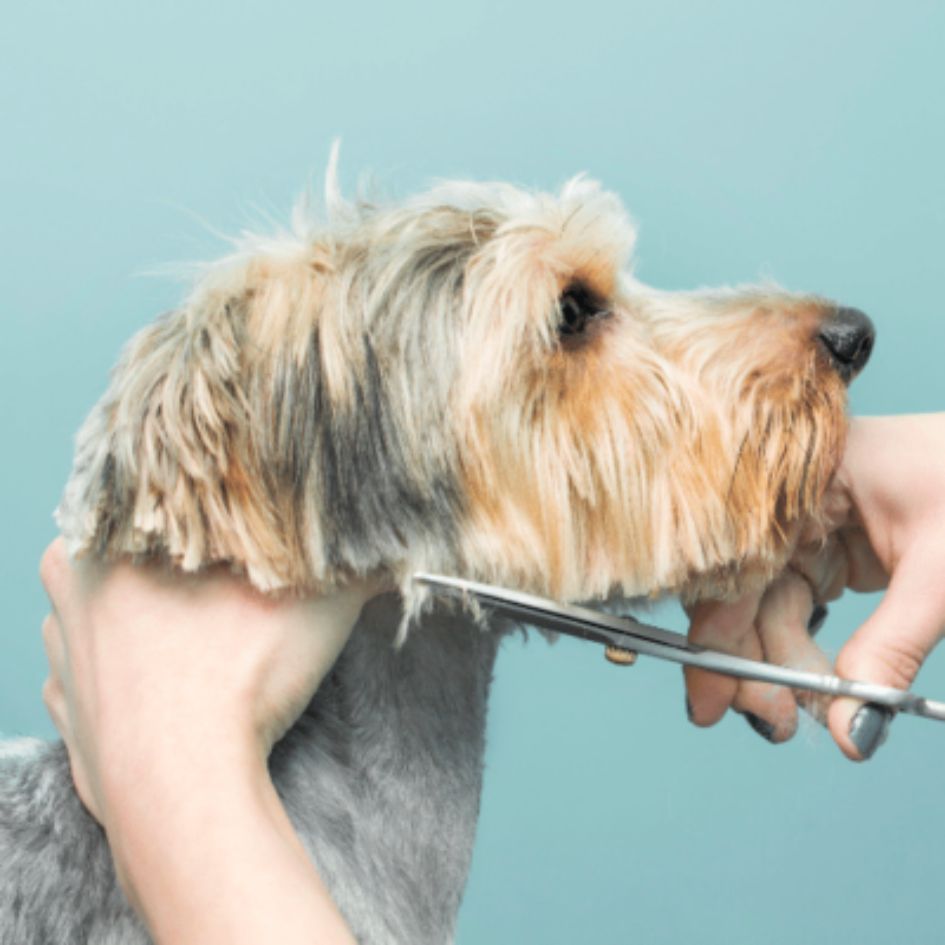 Home remedies for dogs with itchy ears Nala Health