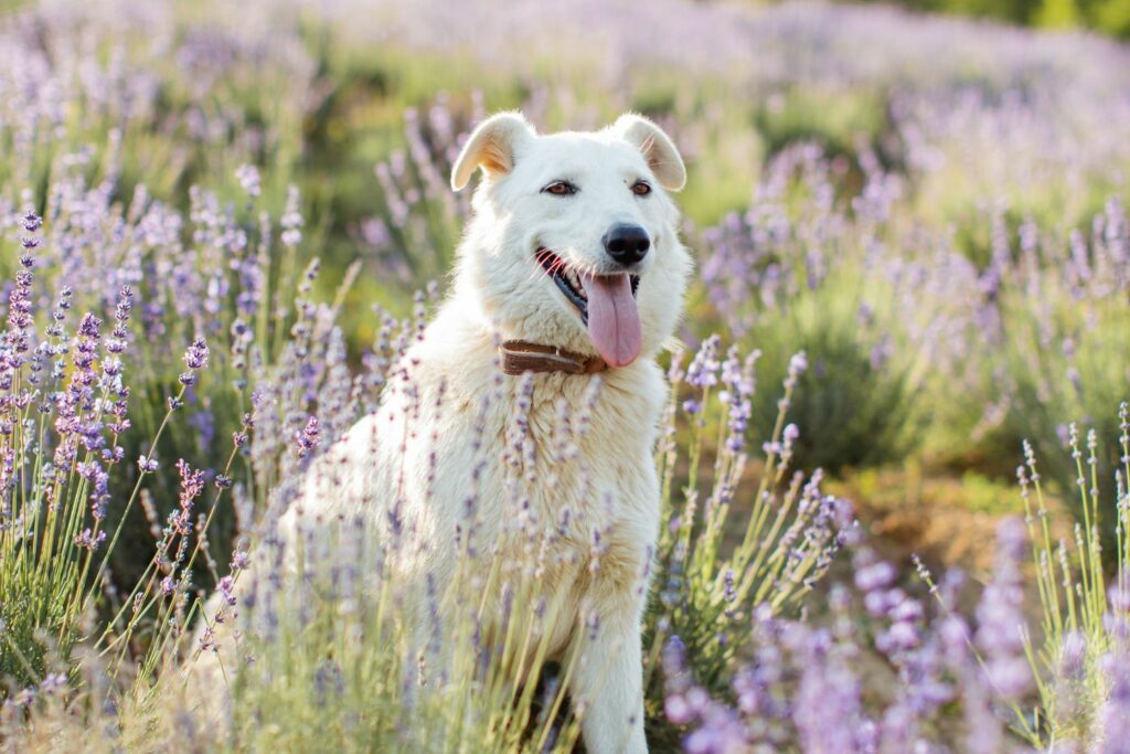 Environmental allergies in dogs