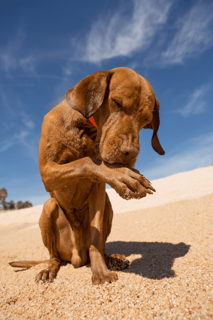 Dog with itchy skin