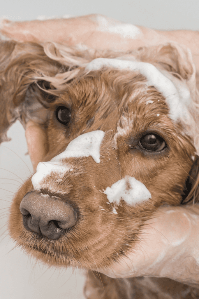 Itchy skin and skin problems in dogs Nala Health