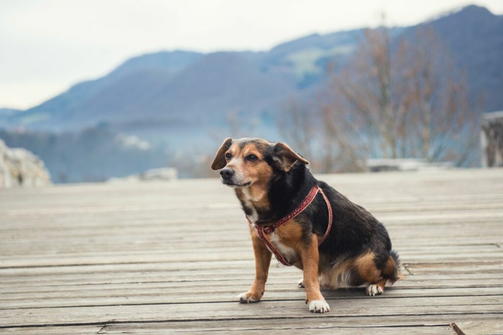 Caring for your senior dog