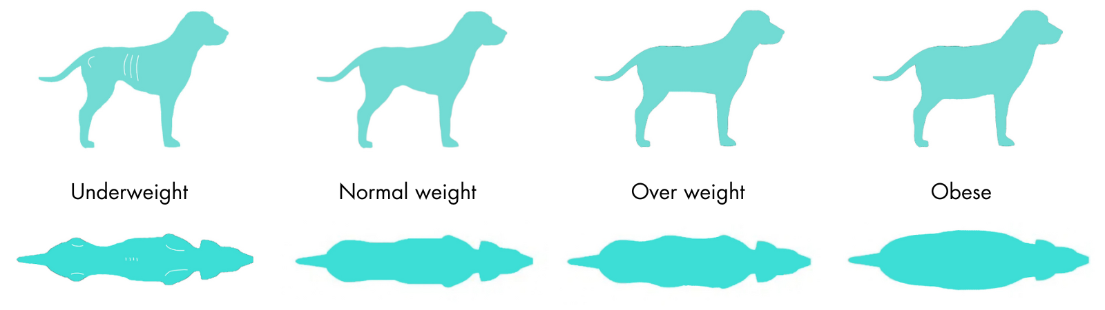 signs of a healthy dog
