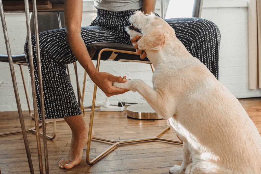 cutting dog claws at home