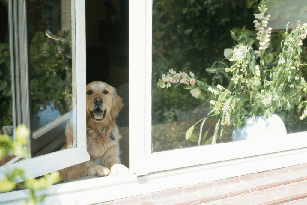 training dog to be home alone