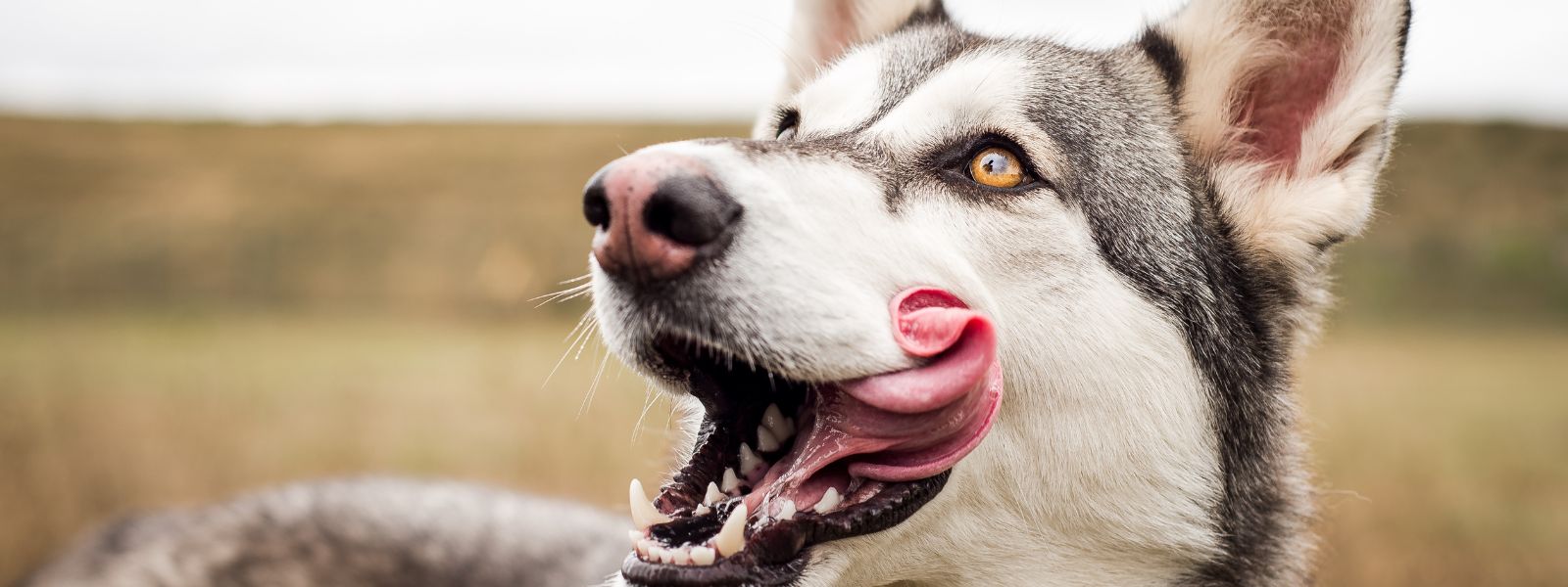 Can Dogs Eat Insect Protein? They Can and They Should!