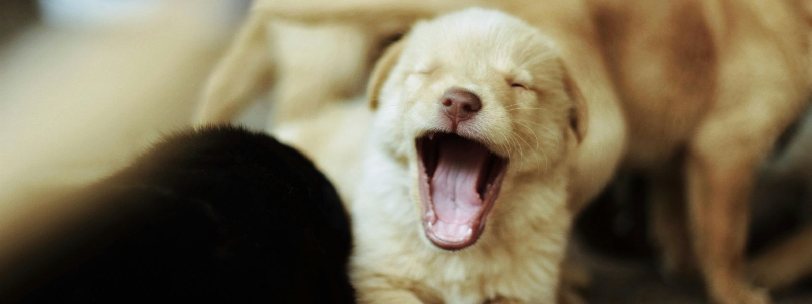 Puppy Hiccups After Eating? Everything You Need To Know!