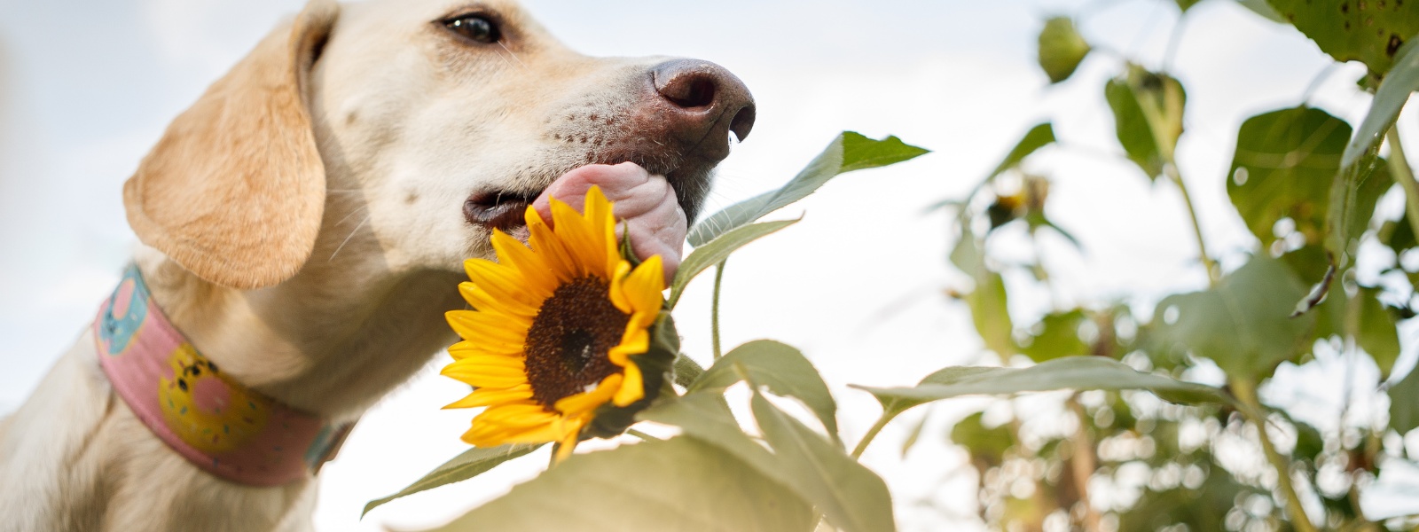 Why does my dog eat poop?