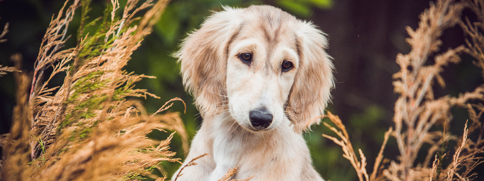 How to treat a puppy with a rash