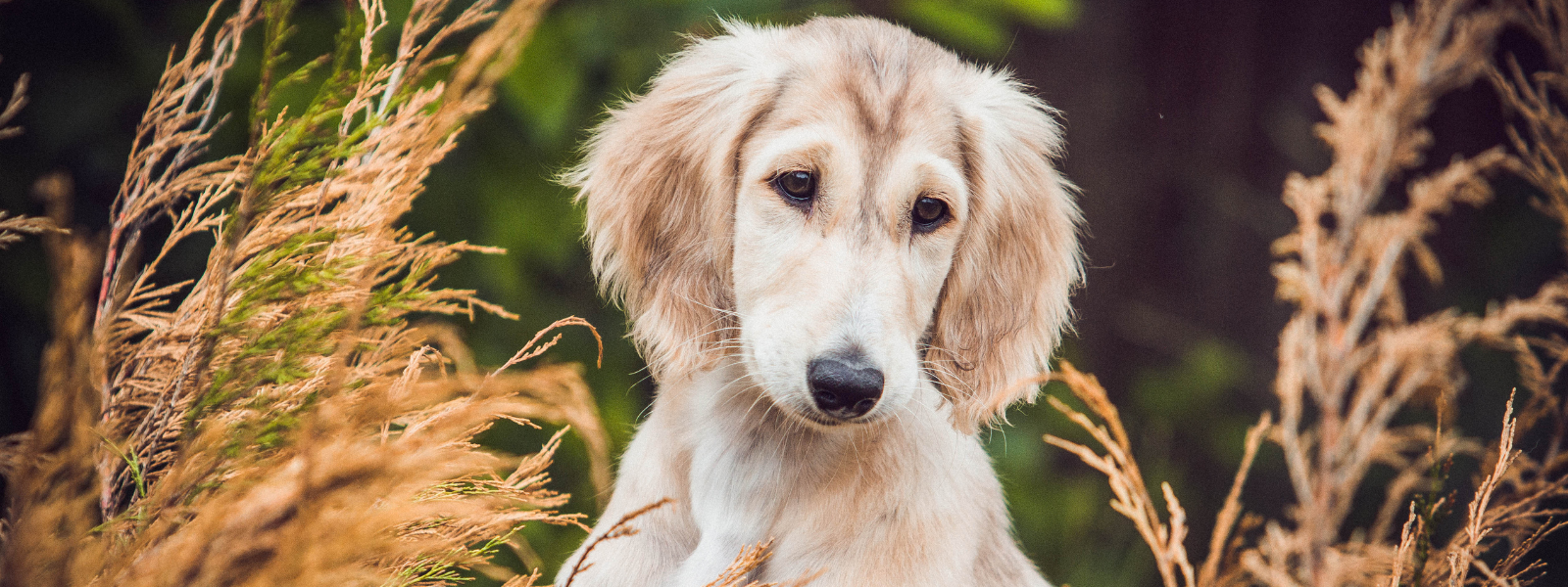 Puppy Rash Treatment: Causes, Home Remedies & Prevention