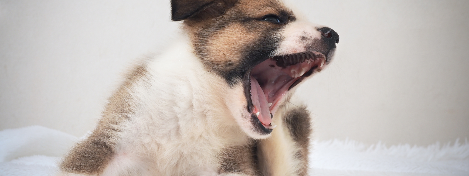 Puppy Hiccups After Eating? Everything You Need To Know!