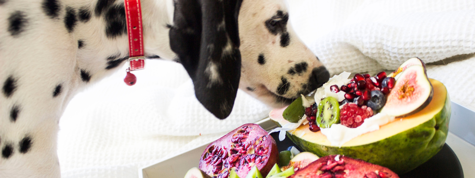 Elimination diet for dogs with food allergy